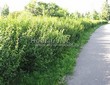 Живая изгородь из лиственных растений Смородина золотистая (Ribes aureum) - 106