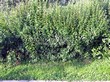 Живая изгородь из лиственных растений Смородина золотистая (Ribes aureum) - 107