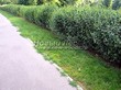 Живая изгородь из лиственных растений Смородина золотистая (Ribes aureum) - 108