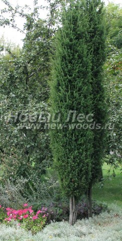 Хвойный крупномер Можжевельник обыкновенный Хиберника (Juniperus communis 'Hibernica')
