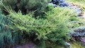 Хвойный крупномер Можжевельник средний (Можжевельник пфитцериана) Пфитцериана Ауреа (Juniperus x media (Juniperus x pfitzeriana) 'Pfitzeriana Aurea')