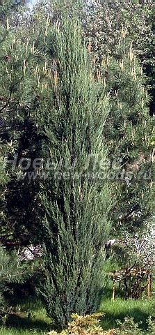       ( ) (Juniperus scopulorum 'Blue Arrow') -  101 -     ,     
