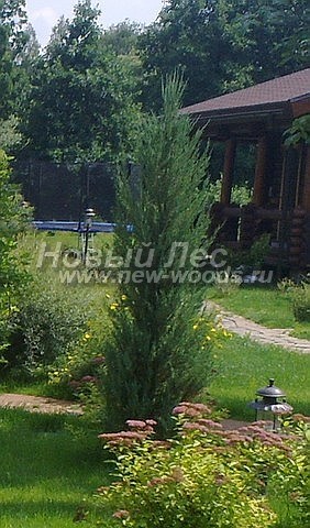       ( ) (Juniperus scopulorum 'Blue Arrow') -  103 -         ( )