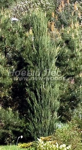       ( ) (Juniperus scopulorum 'Blue Arrow') -  104 -        (Juniperus scopulorum 'Blue Arrow')    