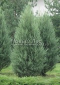 Хвойный крупномер Можжевельник скальный Скайрокет (Juniperus scopulorum 'Skyrocket')