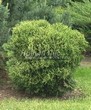 ������� ��������� ��� �������� ������ (Thuja occidentalis 'Hoseri') - 101