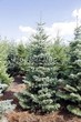 ������� ��������� ����� ����������� (Abies concolor) - 101
