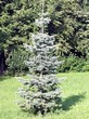 ������� ��������� ����� ����������� (Abies concolor) - 103