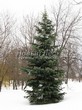 ������� ��������� ����� ����������� (Abies concolor) - 104