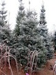 ������� ��������� ����� ����������� (Abies concolor) - 105