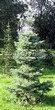 ������� ��������� ����� ����������� (Abies concolor) - 106
