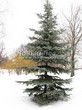 ������� ��������� ����� ����������� (Abies concolor) - 107