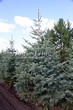 ������� ��������� ����� ����������� (Abies concolor) - 108