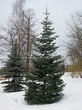 ������� ��������� ����� ����������� (Abies concolor) - 109