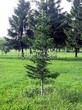 ������� ��������� ����� ��������� (Abies sibirica) - 102
