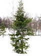 ������� ��������� ����� ��������� (Abies sibirica) - 103