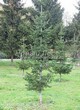������� ��������� ����� ��������� (Abies sibirica) - 104