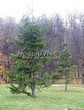 ������� ��������� ����� ��������� (Abies sibirica) - 105