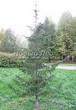 ������� ��������� ����� ��������� (Abies sibirica) - 106