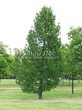 ������� ��������� ����������� ����������� (����������� ���������) (Larix decidua) - 101