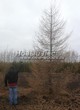 ������� ��������� ����������� ����������� (����������� ���������) (Larix decidua) - 103