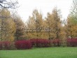 ������� ��������� ����������� ����������� (����������� ���������) (Larix decidua) - 104