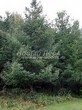 ������� ��������� ����������� ����������� (����������� ���������) (Larix decidua) - 105