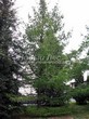 ������� ��������� ����������� ����������� (����������� ���������) (Larix decidua) - 106