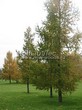 ������� ��������� ����������� ����������� (����������� ���������) (Larix decidua) - 107