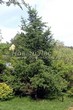 ������� ��������� ����������� ����������� (����������� ���������) (Larix decidua) - 108