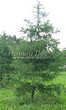 ������� ��������� ����������� ����������� (����������� ���������) (Larix decidua) - 109