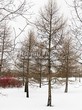 ������� ��������� ����������� ����������� (����������� ���������) (Larix decidua) - 110
