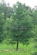 ������� ��������� ����������� ����������� (����������� ���������) (Larix decidua) - 111
