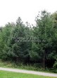 ������� ��������� ����������� ����������� (����������� ���������) (Larix decidua) - 112