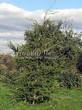 ������� ��������� ����������� ����������� (����������� ���������) (Larix decidua) - 113