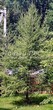 ������� ��������� ����������� ����������� (����������� ���������) (Larix decidua) - 114