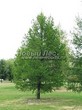 ������� ��������� ����������� ����������� (����������� ���������) (Larix decidua) - 115