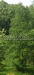 ������� ��������� ����������� ����������� (����������� ���������) (Larix decidua) - 116