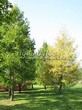 ������� ��������� ����������� ����������� (����������� ���������) (Larix decidua) - 117