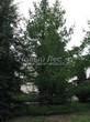 ������� ��������� ����������� ����������� (����������� ���������) (Larix decidua) - 118