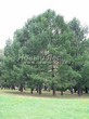 ������� ��������� ����������� ����������� (����������� ���������) (Larix decidua) - 119