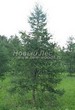������� ��������� ����������� ����������� (����������� ���������) (Larix decidua) - 120