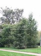 ������� ��������� ����������� ����������� (����������� ���������) (Larix decidua) - 121