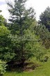 ������� ��������� ����������� ����������� (����������� ���������) (Larix decidua) - 122