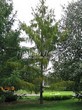 ������� ��������� ����������� ����������� (����������� ���������) (Larix decidua) - 123