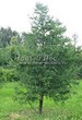 ������� ��������� ����������� ����������� (����������� ���������) (Larix decidua) - 124