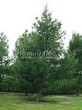 ������� ��������� ����������� ����������� (����������� ���������) (Larix decidua) - 125