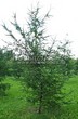 ������� ��������� ����������� ����������� (����������� ���������) (Larix decidua) - 126