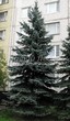      ( , Picea pungens 'Glauca') - 101