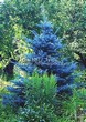      ( , Picea pungens 'Glauca') - 103
